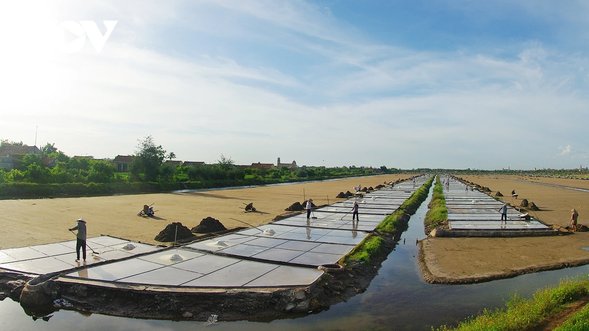 Cánh đồng muối